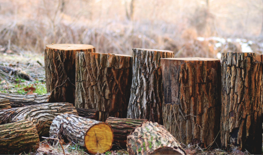How to Use a Stump Grinder - Kuzan's Hardware.
