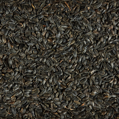 Kaytee Black Oil Sunflower